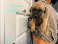 Cocoa Pebbles, a male Cane Corso for sale in Senoia, GA – 1 of 1