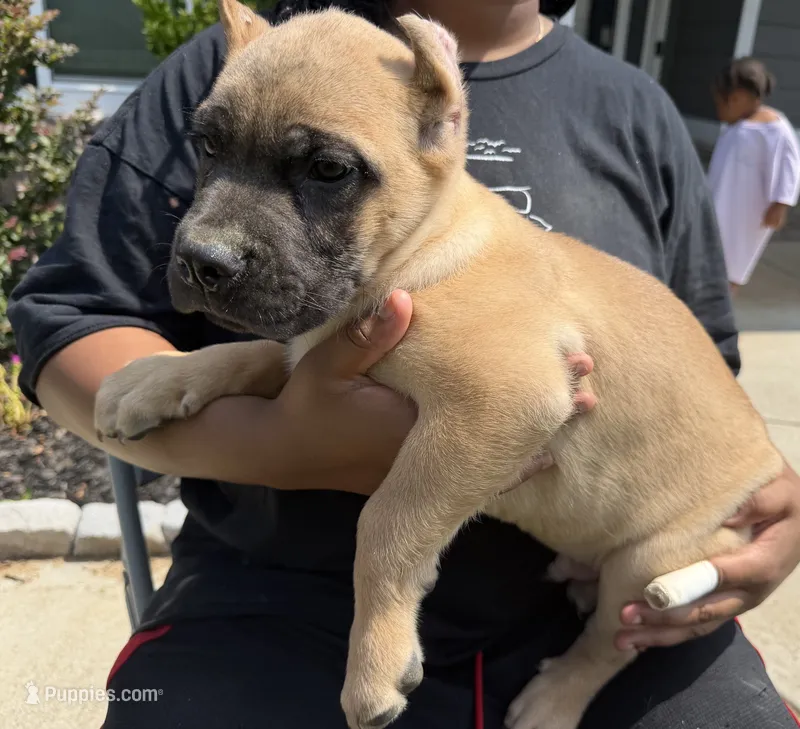 Cocoa Pebbles – Cane Corso puppy for sale in Senoia, GA