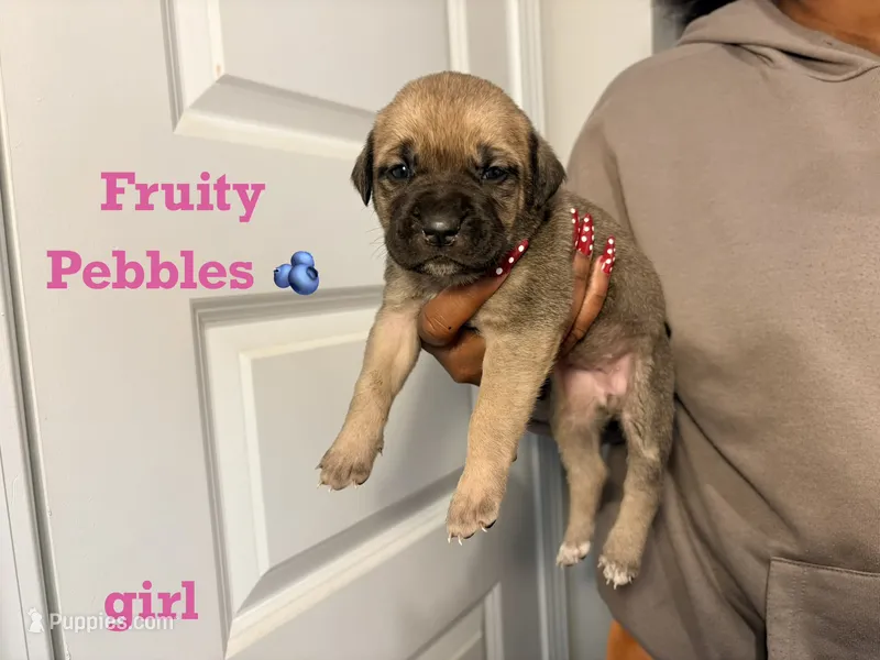 Fruity Pebbles – Cane Corso puppy for sale in Senoia, GA