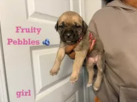 Fruity Pebbles, a female Cane Corso for sale in Senoia, GA – 1 of 1