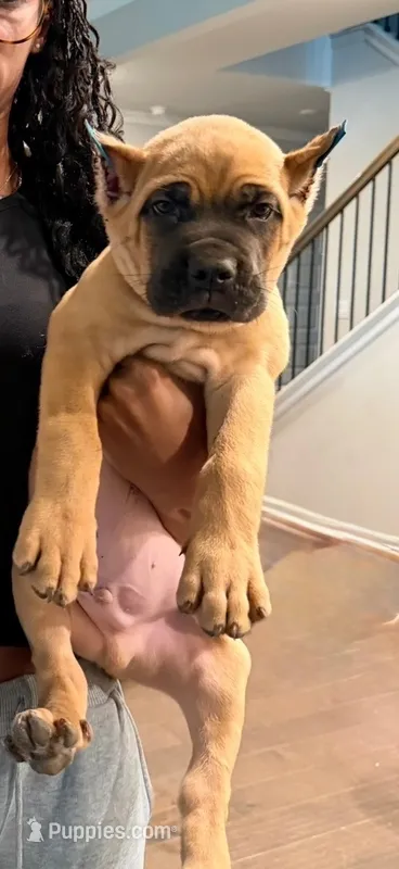 Apple Jacks – Cane Corso puppy for sale in Senoia, GA