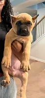 Apple Jacks, a male Cane Corso for sale in Senoia, GA – 1 of 4