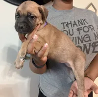 Cinnamon Toast Crunch, a female Cane Corso for sale in Senoia, GA – 5 of 5