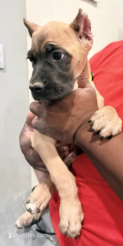 Trix – Cane Corso puppy for sale in Senoia, GA