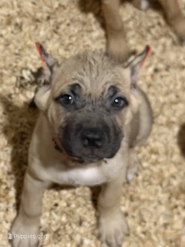 Fruity Pebbles – Cane Corso puppy for sale in Senoia, GA