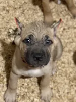 Fruity Pebbles, a female Cane Corso for sale in Senoia, GA – 1 of 4