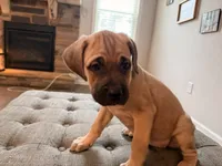 Fruity Pebbles, a female Cane Corso for sale in Senoia, GA – 2 of 4