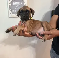 Trix, a female Cane Corso for sale in Senoia, GA – 4 of 4