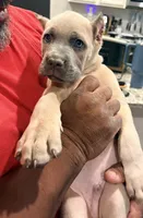 Rice Krispies, a male Cane Corso for sale in Senoia, GA – 4 of 6