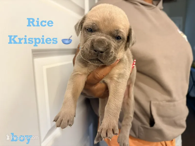 Rice Krispies – Cane Corso puppy for sale in Senoia, GA