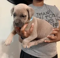 Rice Krispies, a male Cane Corso for sale in Senoia, GA – 6 of 6