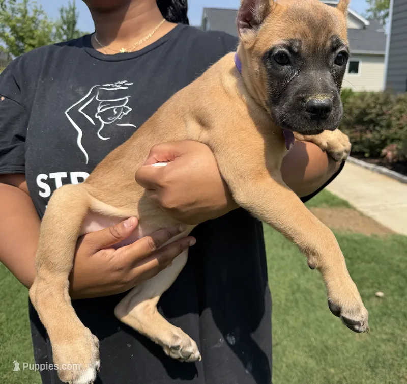 Cinnamon Toast Crunch – Cane Corso puppy for sale in Senoia, GA