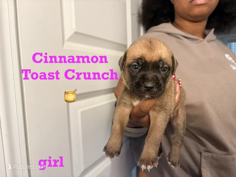 Cinnamon Toast Crunch – Cane Corso puppy for sale in Senoia, GA