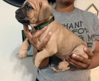 Apple Jacks, a male Cane Corso for sale in Senoia, GA – 4 of 4