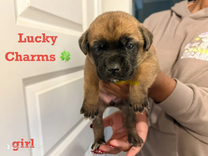 Lucky Charms – Cane Corso puppy for sale in Senoia, GA