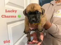 Lucky Charms, a female Cane Corso for sale in Senoia, GA – 1 of 1