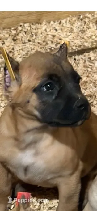 Lucky Charms – Cane Corso puppy for sale in Senoia, GA