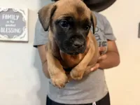 Lucky Charms, a female Cane Corso for sale in Senoia, GA – 5 of 5