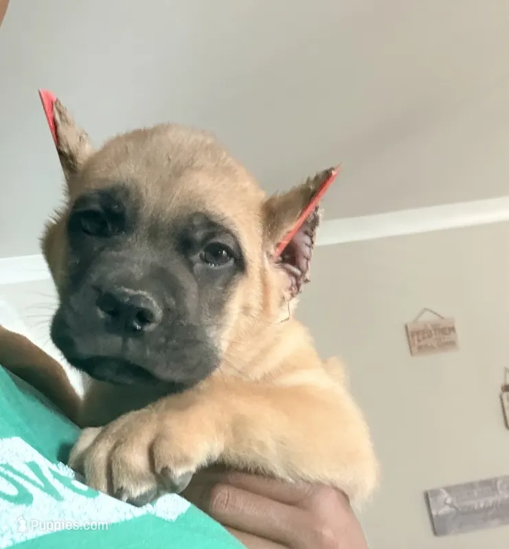 Cocoa Pebbles – Cane Corso puppy for sale in Senoia, GA