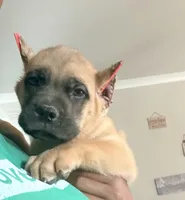 Cocoa Pebbles, a male Cane Corso for sale in Senoia, GA – 2 of 5