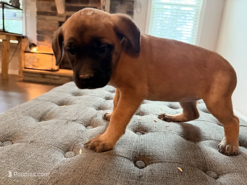 Lucky Charms – Cane Corso puppy for sale in Senoia, GA