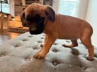 Lucky Charms, a female Cane Corso for sale in Senoia, GA – 3 of 5