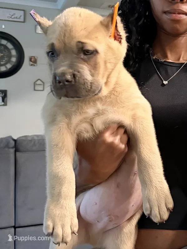 Frosted Flakes – Cane Corso puppy for sale in Senoia, GA