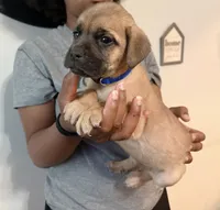 Cocoa Pebbles, a male Cane Corso for sale in Senoia, GA – 5 of 5