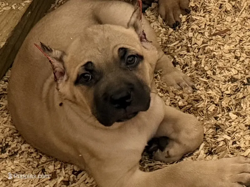 Cinnamon Toast Crunch – Cane Corso puppy for sale in Senoia, GA