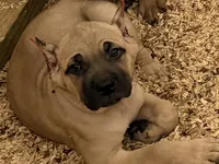 Cinnamon Toast Crunch, a female Cane Corso for sale in Senoia, GA – 1 of 5