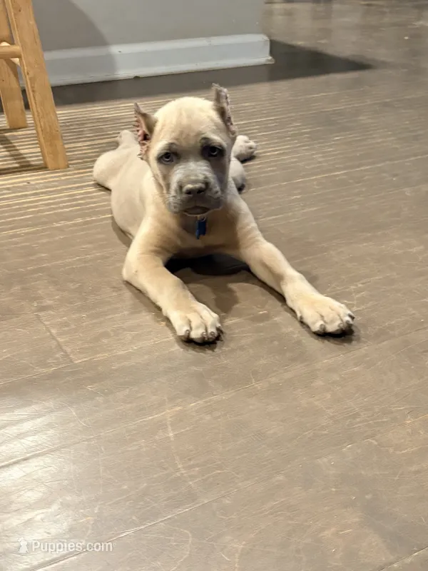 Rice Krispies – Cane Corso puppy for sale in Senoia, GA