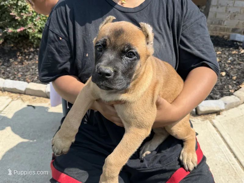 Lucky Charms – Cane Corso puppy for sale in Senoia, GA