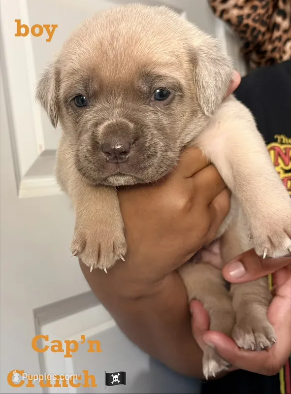 Cap’’ Crunch – Cane Corso puppy for sale in Senoia, GA