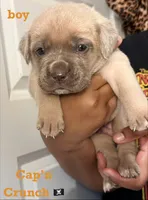 Cap’’ Crunch, a male Cane Corso for sale in Senoia, GA – 1 of 1