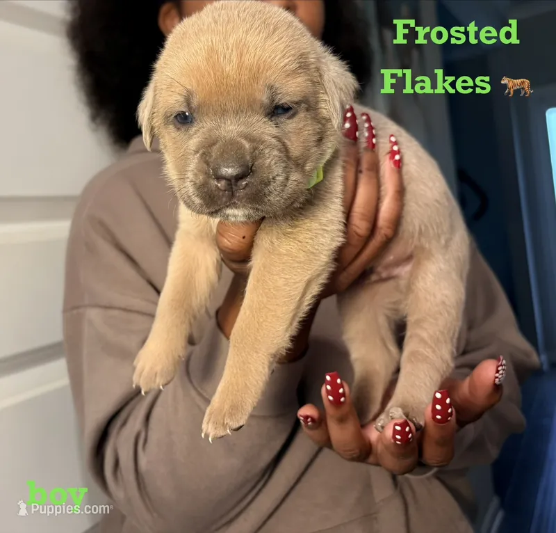 Frosted Flakes – Cane Corso puppy for sale in Senoia, GA