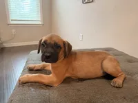 Cinnamon Toast Crunch, a female Cane Corso for sale in Senoia, GA – 3 of 5