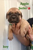 Apple Jacks, a male Cane Corso for sale in Senoia, GA – 1 of 1