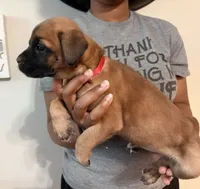 Lucky Charms, a female Cane Corso for sale in Senoia, GA – 4 of 5