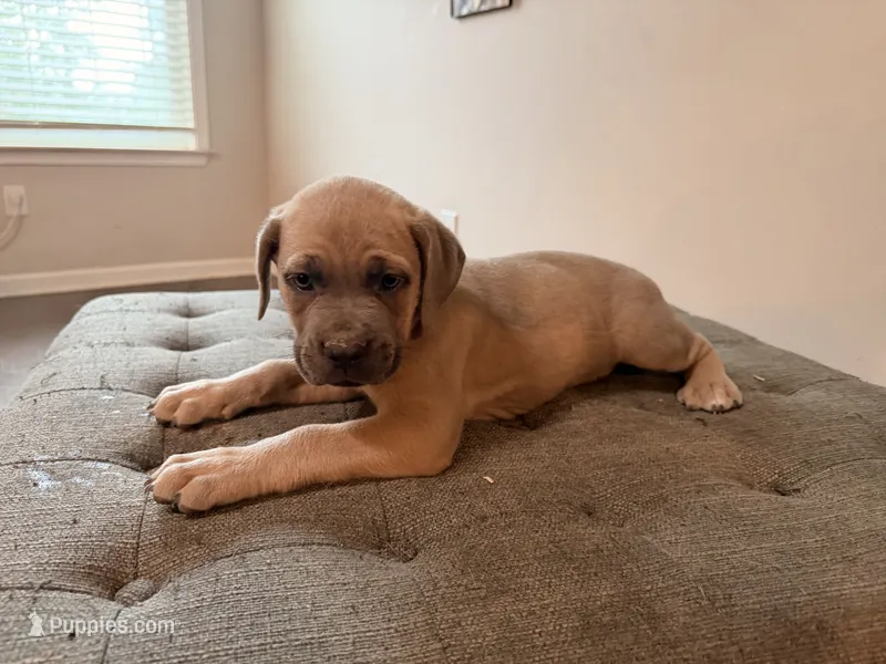 Rice Krispies – Cane Corso puppy for sale in Senoia, GA
