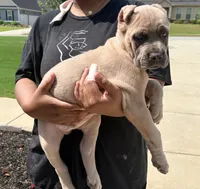 Rice Krispies, a male Cane Corso for sale in Senoia, GA – 1 of 7