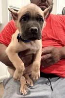 Cocoa Pebbles, a male Cane Corso for sale in Senoia, GA – 1 of 5