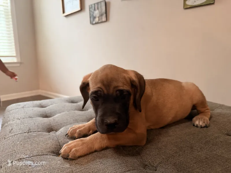 Trix – Cane Corso puppy for sale in Senoia, GA