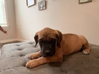 Trix, a female Cane Corso for sale in Senoia, GA – 2 of 4