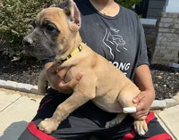 Trix, a female Cane Corso for sale in Senoia, GA – 1 of 5