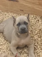 Rice Krispies, a male Cane Corso for sale in Senoia, GA – 2 of 6