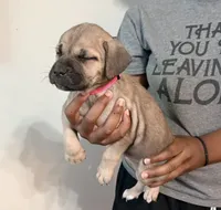 Fruity Pebbles, a female Cane Corso for sale in Senoia, GA – 4 of 4
