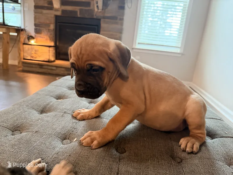 Apple Jacks – Cane Corso puppy for sale in Senoia, GA