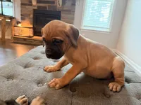 Apple Jacks, a male Cane Corso for sale in Senoia, GA – 2 of 4