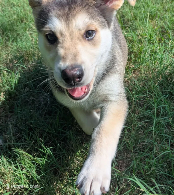 Heidi – German Shepherd Dog, Bernese Mountain Dog puppy for sale in Fort Worth, TX