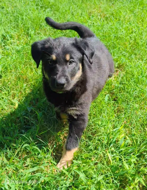 Blue – German Shepherd Dog, Bernese Mountain Dog puppy for sale in Fort Worth, TX